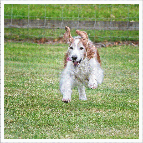 Welsh Springer Spaniel - Image 2